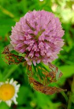 Red clover.jpg