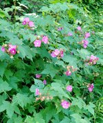 Rubus odoratus .jpg