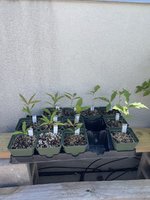 contest_oak_seedlings_1.jpeg