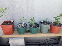 contest_oak_seedlings_2.jpeg