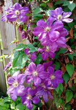 Purple Clematis.jpg