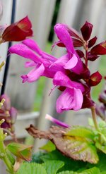 Rose Leaf Sage.jpg