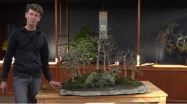 Bonsai Empire Forest.jpg