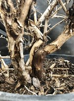 IMG_3918.jpeg