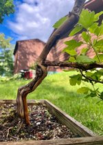 IMG_1510.jpeg
