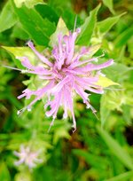 Wild Bergamot.jpg