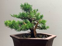 Juniper2_23'08_1F.jpg