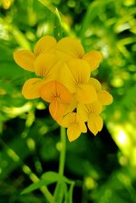 Bird's-foot-trefoil .jpg