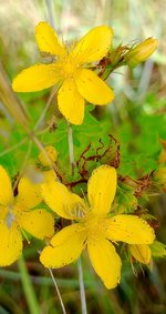 St John's Wort-White Crab Spider.jpg