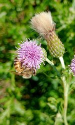 Field thistle .jpg