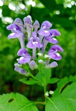 Hoary Skullcap.jpg