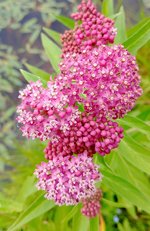 Swamp Milkweed.jpg