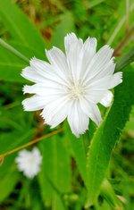 White Chicory.jpg