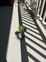 IMG_7596.jpeg