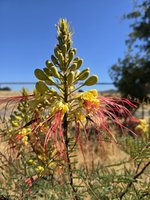 Erythrostemon gilliesii.jpg