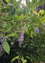 Wisteria 3rd Bloom.jpg