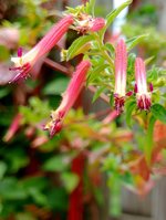 Cuphea-Hummingbird's lunch.jpg