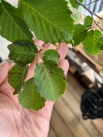 IMG_6867.jpeg