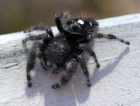 56edbc41-8f80-40e6-a983-4bf4997b571e-Bold_Jumping_Spider-1.jpg