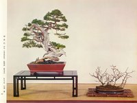 juniperus chinensis tortillon 1 kokufu 48 (1974).jpg