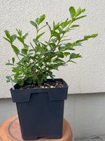 crape_myrtle_2.jpg