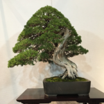 juniperus chinensis kokufu2021 (3).png