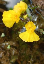 Bladderwort_.jpg