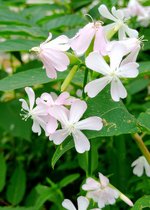 Soapwort-.jpg