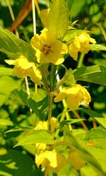 Fringed_Loosestrife.jpg