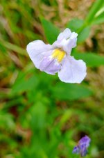 Winged Monkey Flower.jpg