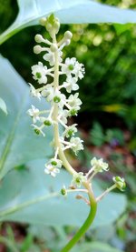 American Pokeweed.jpg