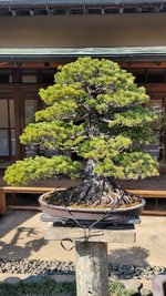 kobayashi-pine (6).jpg