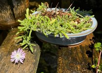 purple carpet plant.jpg