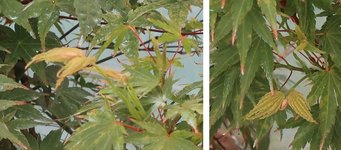 acer palmatum senkaki 2024 07 24 (2).JPG