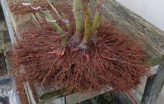 acer palmatum katsura 2024 02 15 (12).JPG