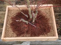 acer palmatum katsura 2024 02 15 (17).JPG