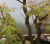 acer palmatum katsura 2024 04 18.JPG