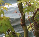 acer palmatum katsura 2024 05 10.JPG