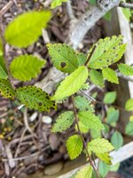 IMG_5600.jpeg