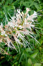 Bottlebrush Buckeye_.jpg