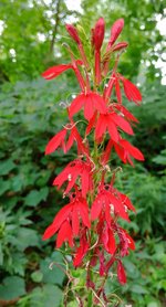 Cardinal Flower.jpg