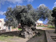 Olive_tree_of_Vouves.jpg