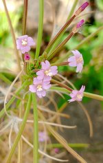 Smallflower Hairy Willowherb.jpg