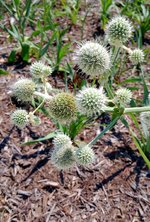 Rattlesnake Master_.jpg