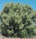 Olea-europea1.jpg