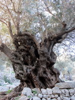 Olea-europea.jpg