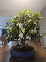 Ficus 2.jpeg