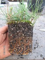 Red pine cuttings 2011 1 roots.JPG