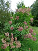 Joe Pye Weed.jpg