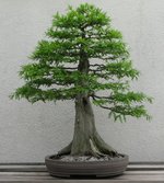 guyguidrybaldcypress.jpg